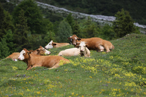 グラスフェッドビーフ(牧草牛)について