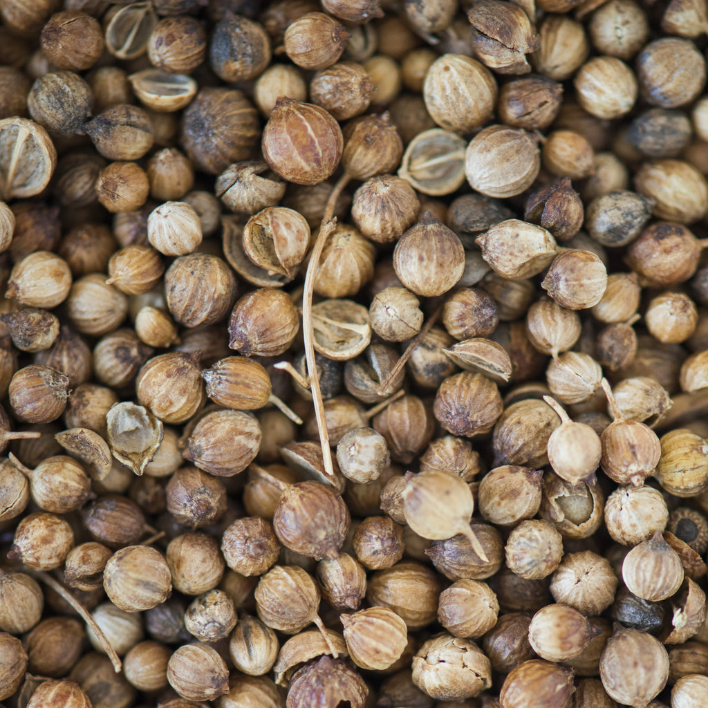 Coriander Seeds – Warm, Citrusy, and Aromatic