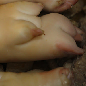 Pig trotters , pig feet |1100ｇ～1300ｇ| Whole Meat